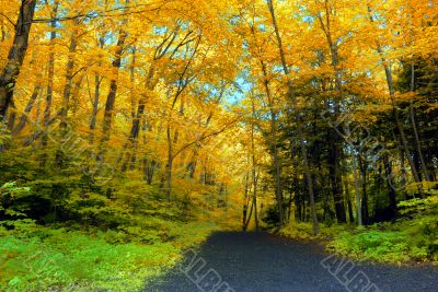 Fall Foliage