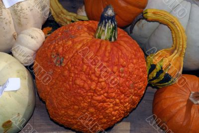Pumpkins
