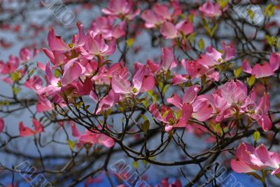 Spring flowers