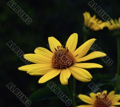 Sun flower