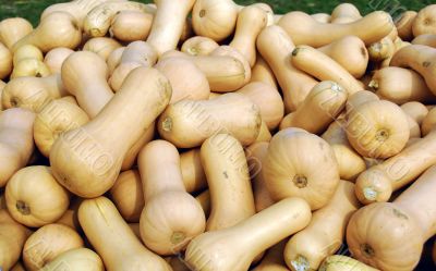 Squash