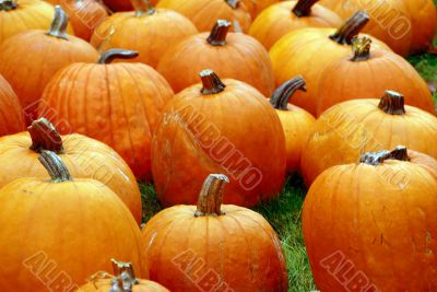Pumpkins