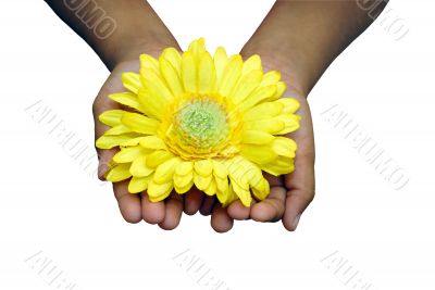 Offering Flower