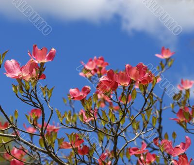 Spring flowers