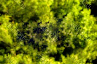 Green Foliage back ground