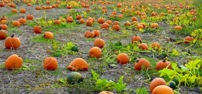 Pumpkins