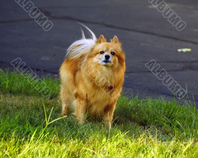 Cute dog