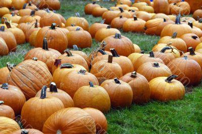 Pumpkin