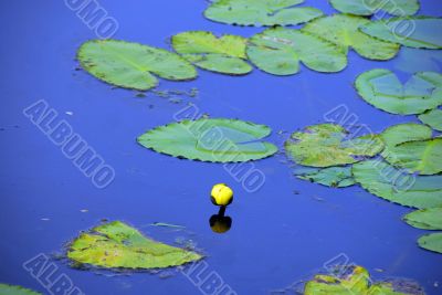 Yellow Lily