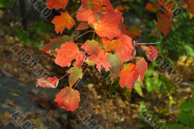 Autumn foliage