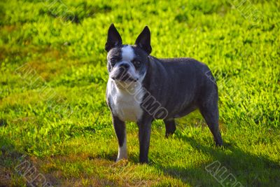 Cute dog