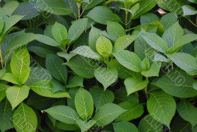 Green leaves