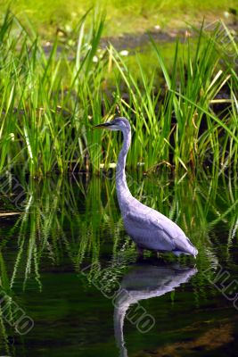 Heron