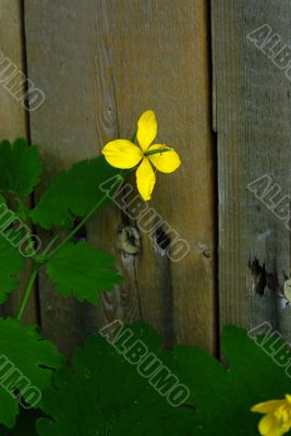 Spring Flowers