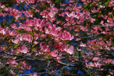 Spring flowers