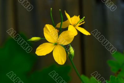Spring Flowers