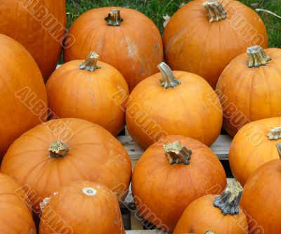 Pumpkin