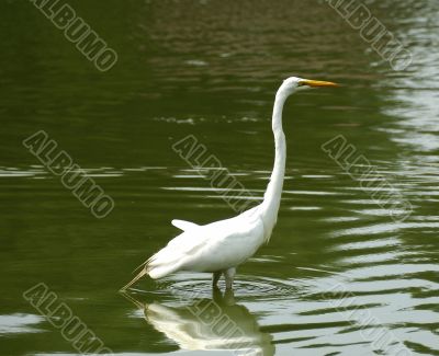 Stork