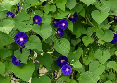 Violets