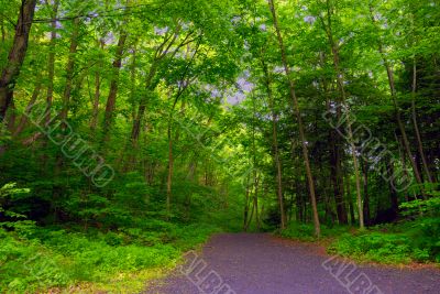 Forest