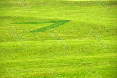 Grass