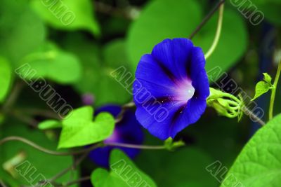 Violets