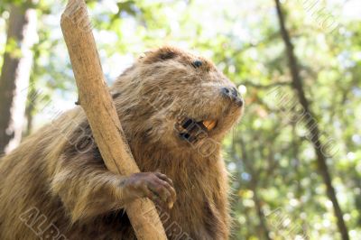 Beaver