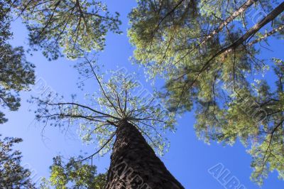 Pine Tree Canopy