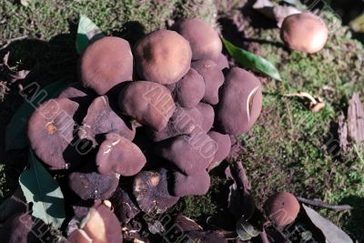 Mushrooms over a trunk