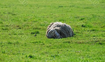 The sheep ant the little bird
