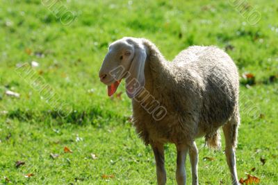 A sheep in the Monza Park