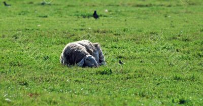 The sheep ant the little bird