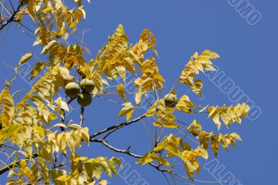Autumnal wild fruits