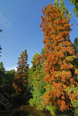 Autumn in the Monza Park