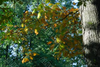 Autumn in the Monza Park