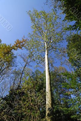 Very tall tree in the Monza Park