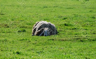 The sheep ant the little bird