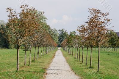 Monza Park - Trees