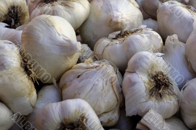 Garlic in the Rough