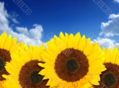 beautiful sunflowers in a sunny day