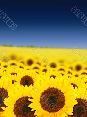 beautiful sunflowers in a sunny day