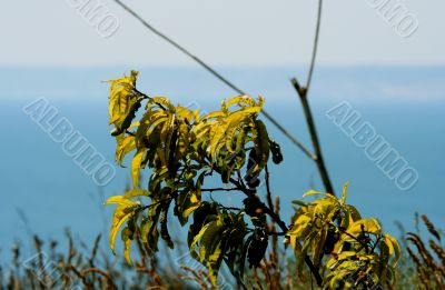 Plant near the water