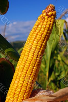 corn in a field