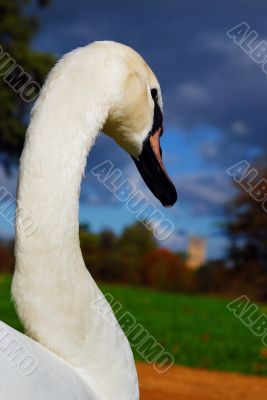 swan on a cloudy day