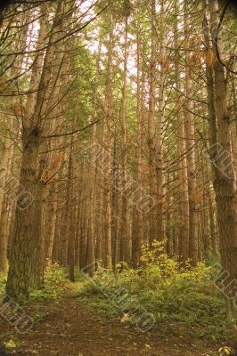 Pine Clearing