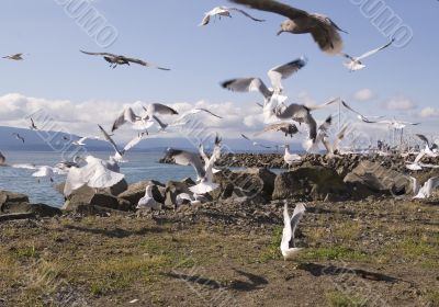 Flock of Seagulls