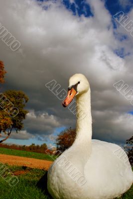 swan on a cloudy day