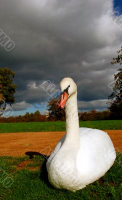 swan on a cloudy day