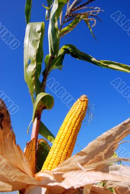 corn on a field