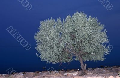 alone tree